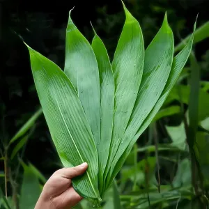 100 pcs Fresh Banana Leaves for Cooking,Large Leaf Zongzi Bamboo Leaves,Banaba Leaf Sushi Decoration for Food,Green Bamboo Leaves Vacuum Packing