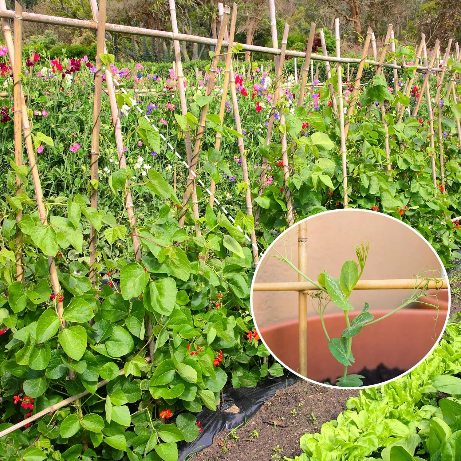 Plant Stakes,4.8FT Longer Sturdy Natural Bamboo Garden Stakes,GAGINANG 20Pcs Bamboo Sticks Trellis Support for Tomato, Vegetables Beans Trees Climbing Plants